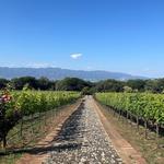 Vineyard Finca La Estramancia