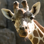 The Philadelphia Zoo