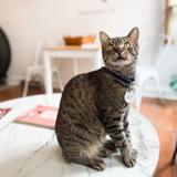 Pounce Cat Cafe