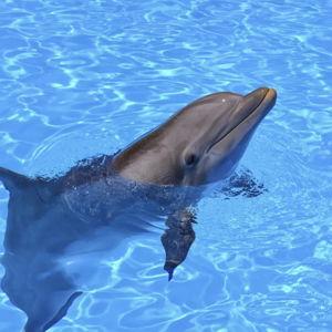 Swimming With Dolphins On Our Honeymoon