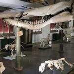 Museum of Zoology