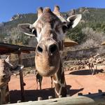Cheyenne Mountain Zoo