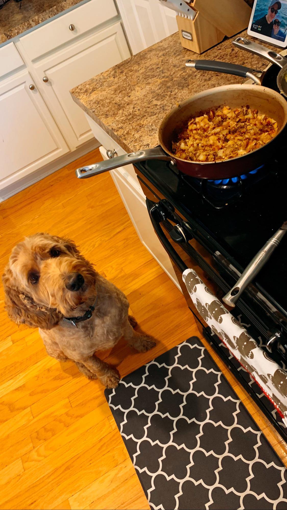 Fozzie doing what he does best - standing guard over dinner.