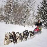 Dog Sledding with Howling Dog Tours
