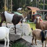 Frederick Farm Goat Rescue and Sanctuary