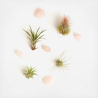 9-Piece Air Plant & Rose Quartz Collection