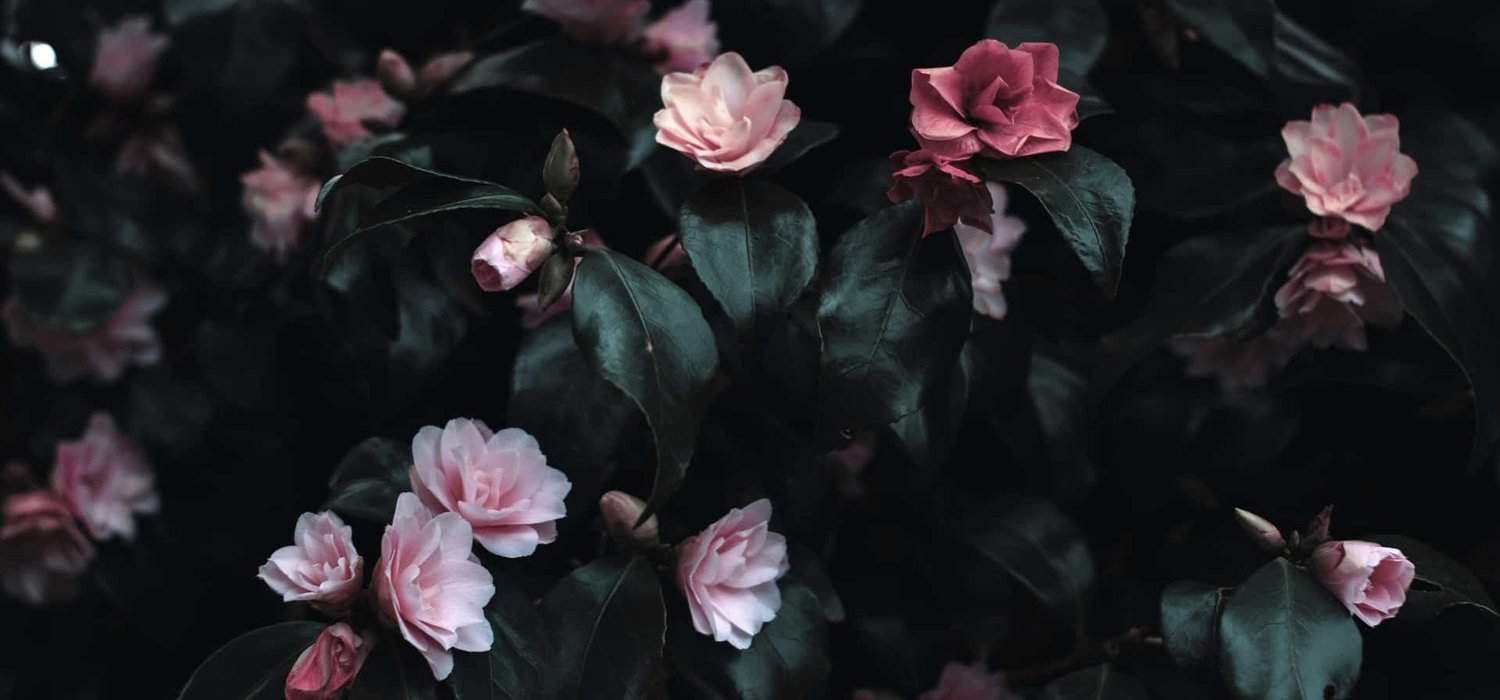 The Wedding Website of Crystal Himelspach and Jared Maneval