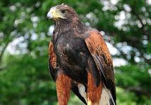 Falconry