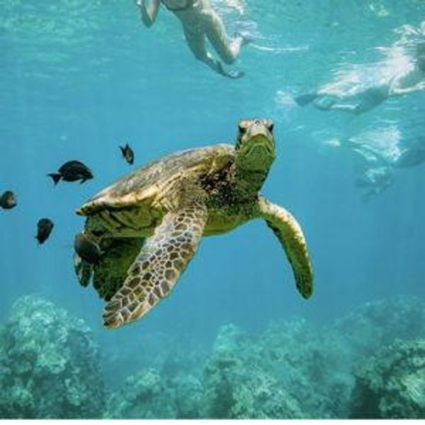 Turtle Town
