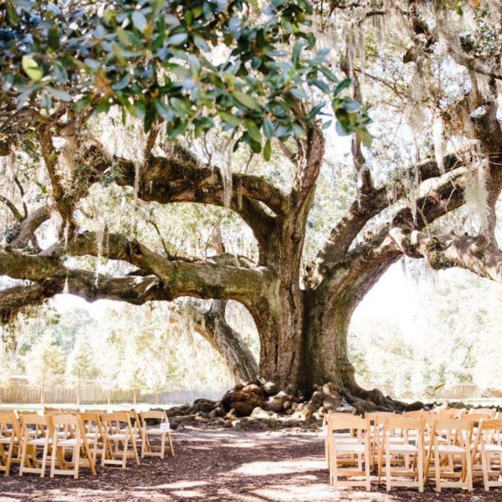 We're saying "I Do" under this tree!