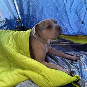 Bruce Treats and Trips