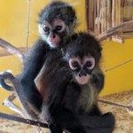 Akumal Monkey Sanctuary