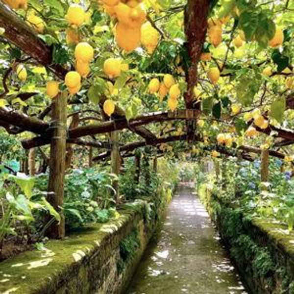 Limoncello Experience