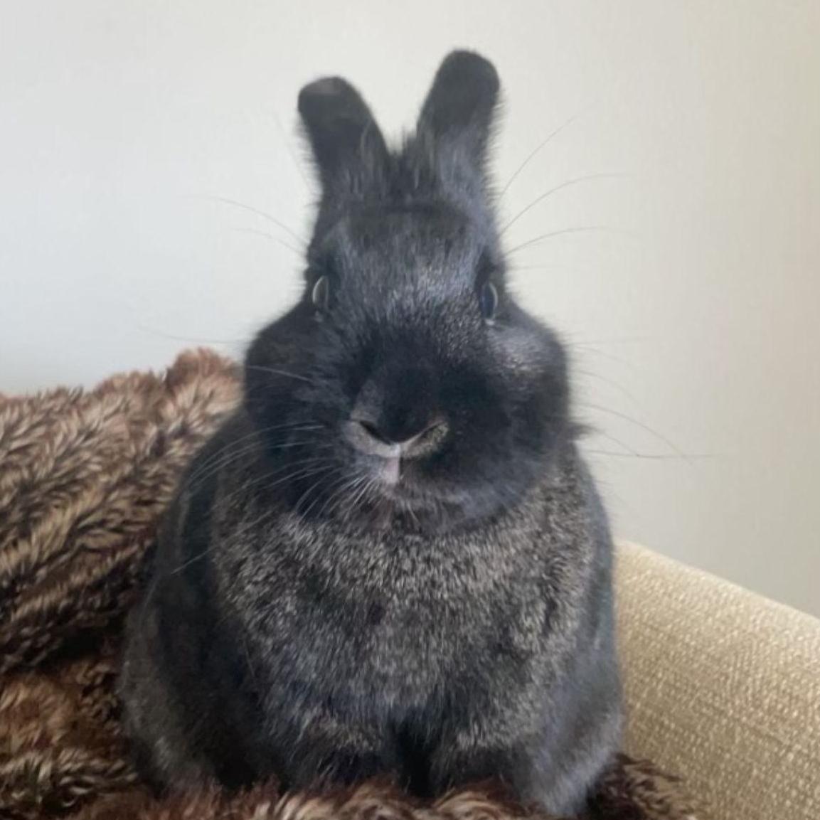 Nugget - 6 years old