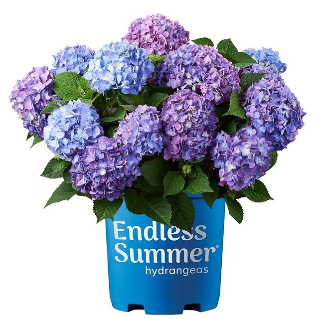 Endless Summer Hydrangea Bloomstruck, 2 Gallon