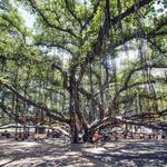 Banyan Tree Fine Art Gallery