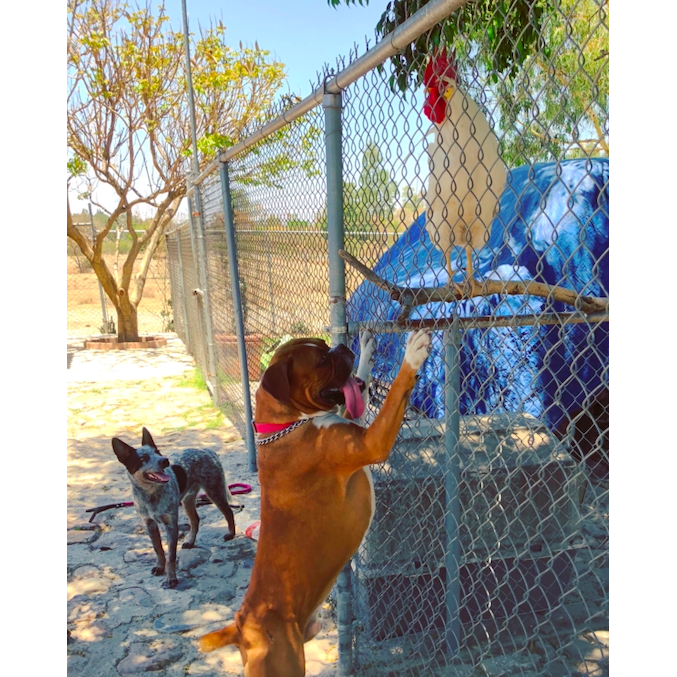 Cholo, Machete y el Gallo