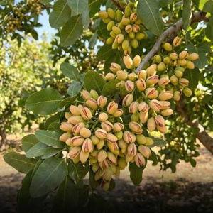 Bronte Pistachio Farm Visit & Lunch