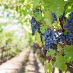 Francis Ford Coppola Winery