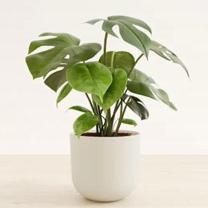 Monstera Deliciosa For Sale in a Self-Watering Pot | easyplant