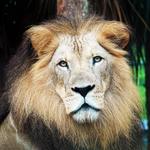 Naples Zoo at Caribbean Gardens