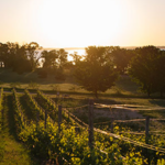Old Mission Peninsula