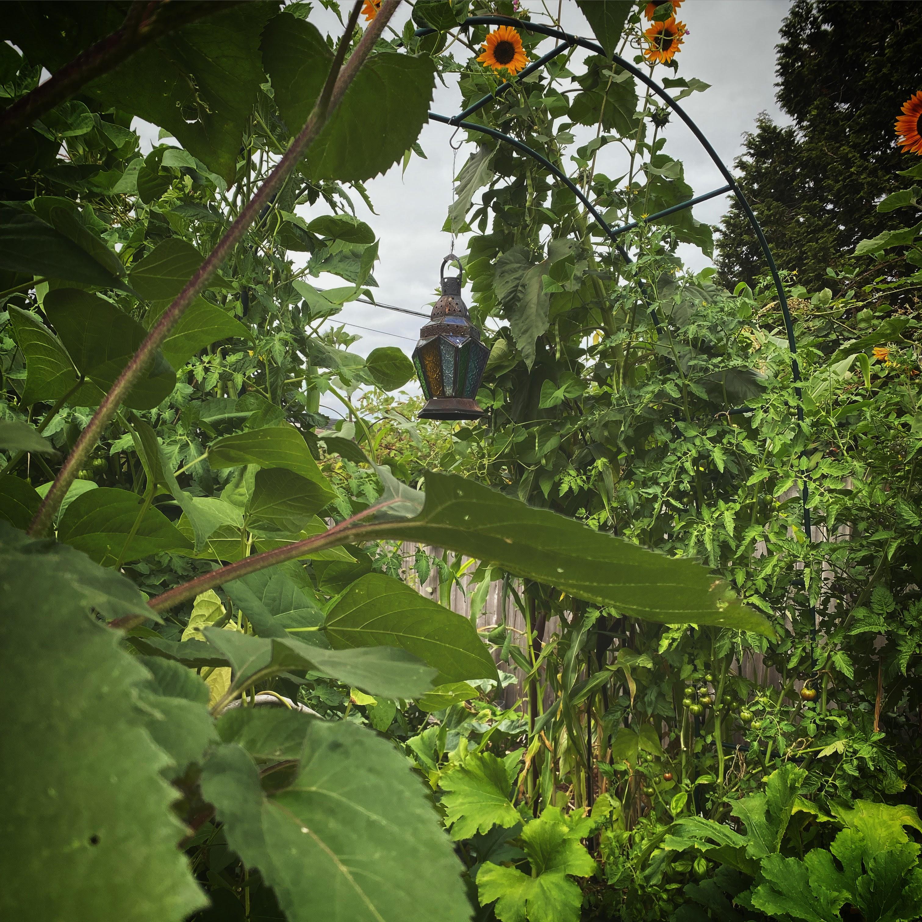 The garden in July.