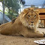 America's Teaching Zoo