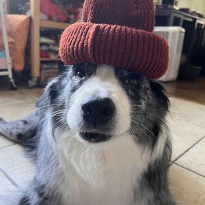 Year's Supply Of Treats & Toys