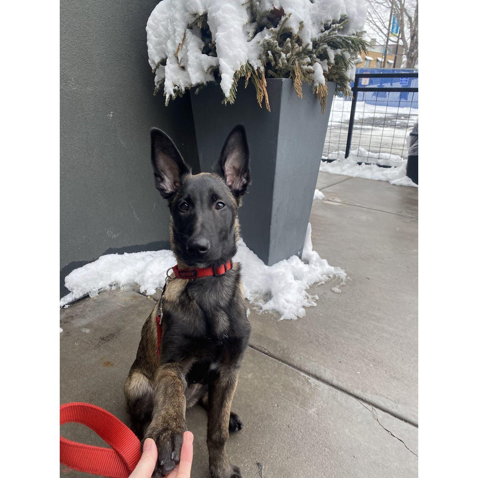 Our fur-baby Ivy! She enjoys exploring new patios with us and chasing bunnies.
