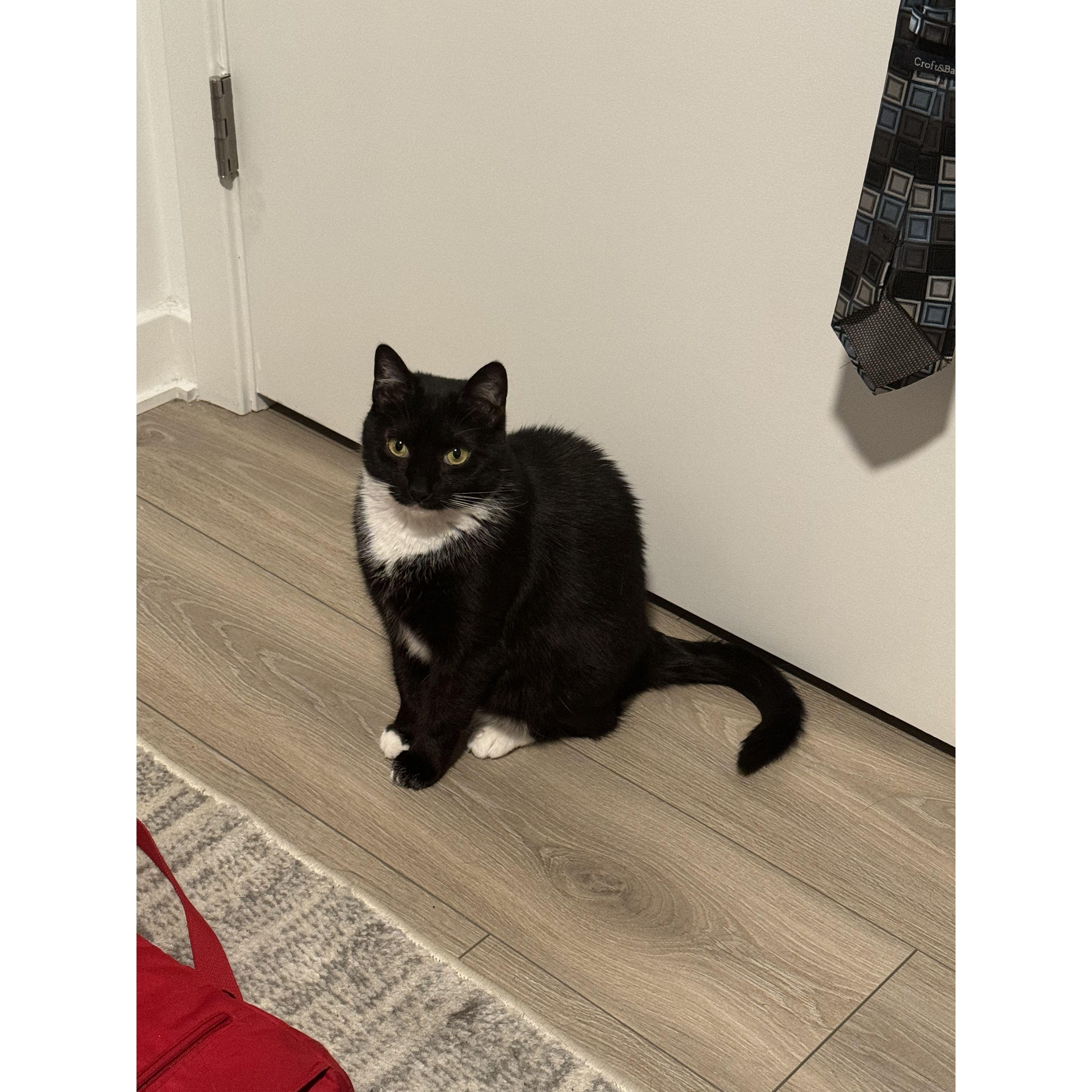 Our little cat- Moneypenny!