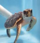 The Georgia Sea Turtle Center