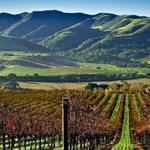 Los Olivos