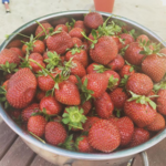 Wise Acres Organic Farm