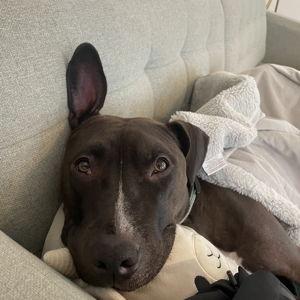 Berry's Kibble Fund