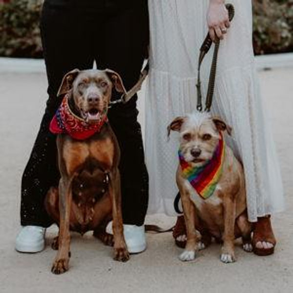 Dog training class fund
