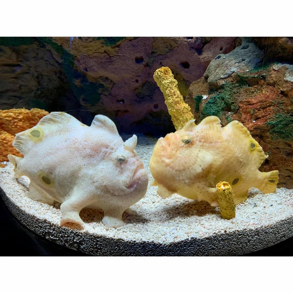 The moment we knew that these two fish are our soul animals, February 2020.