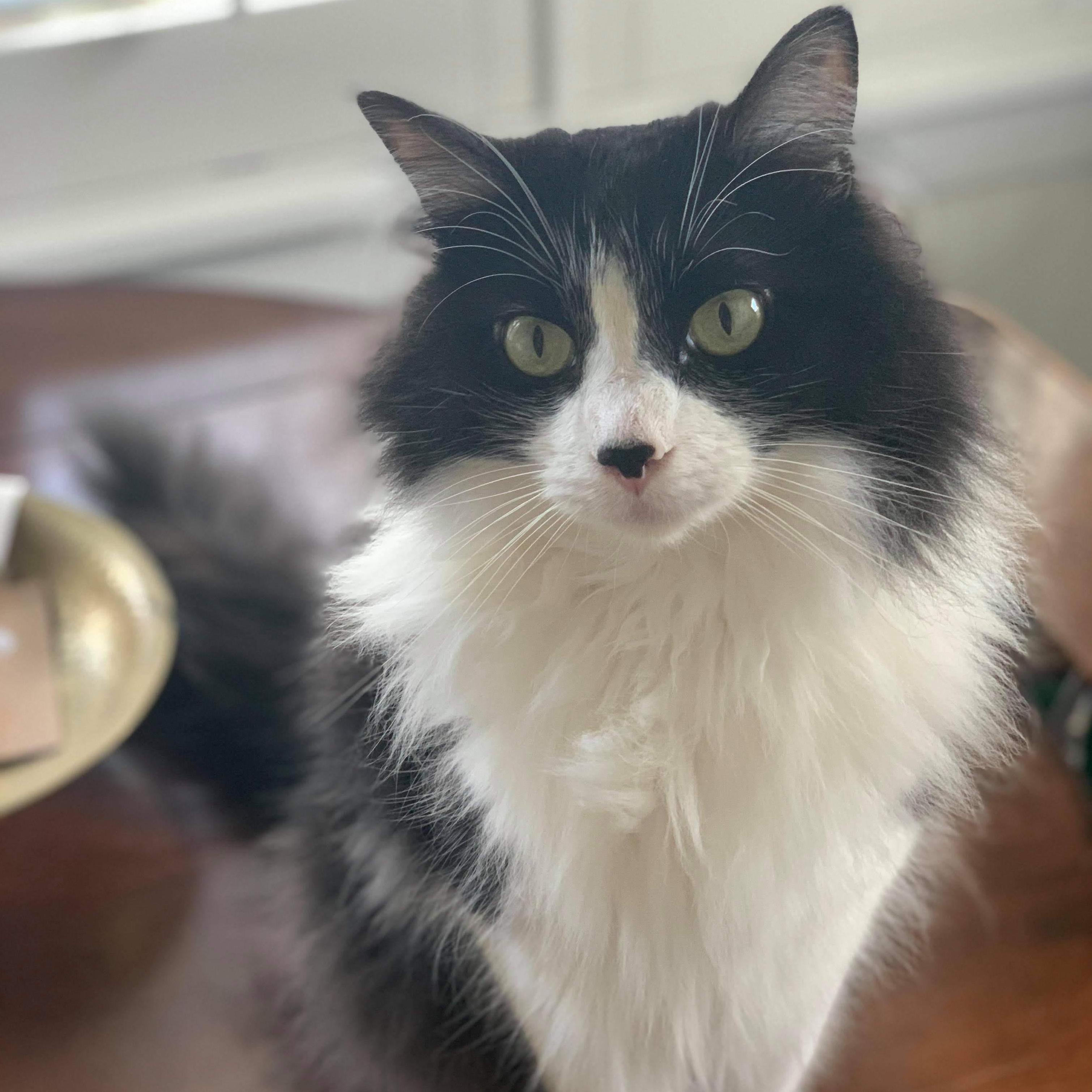 Hobbit is Ari and Teresa's diva child. He likes to scream up the stairs and taunt the dogs. He also insists on sitting in Ari's lap at every meal.