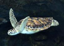 North Carolina Aquarium At Fort Fisher