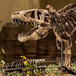 Carnegie Museum of Natural History