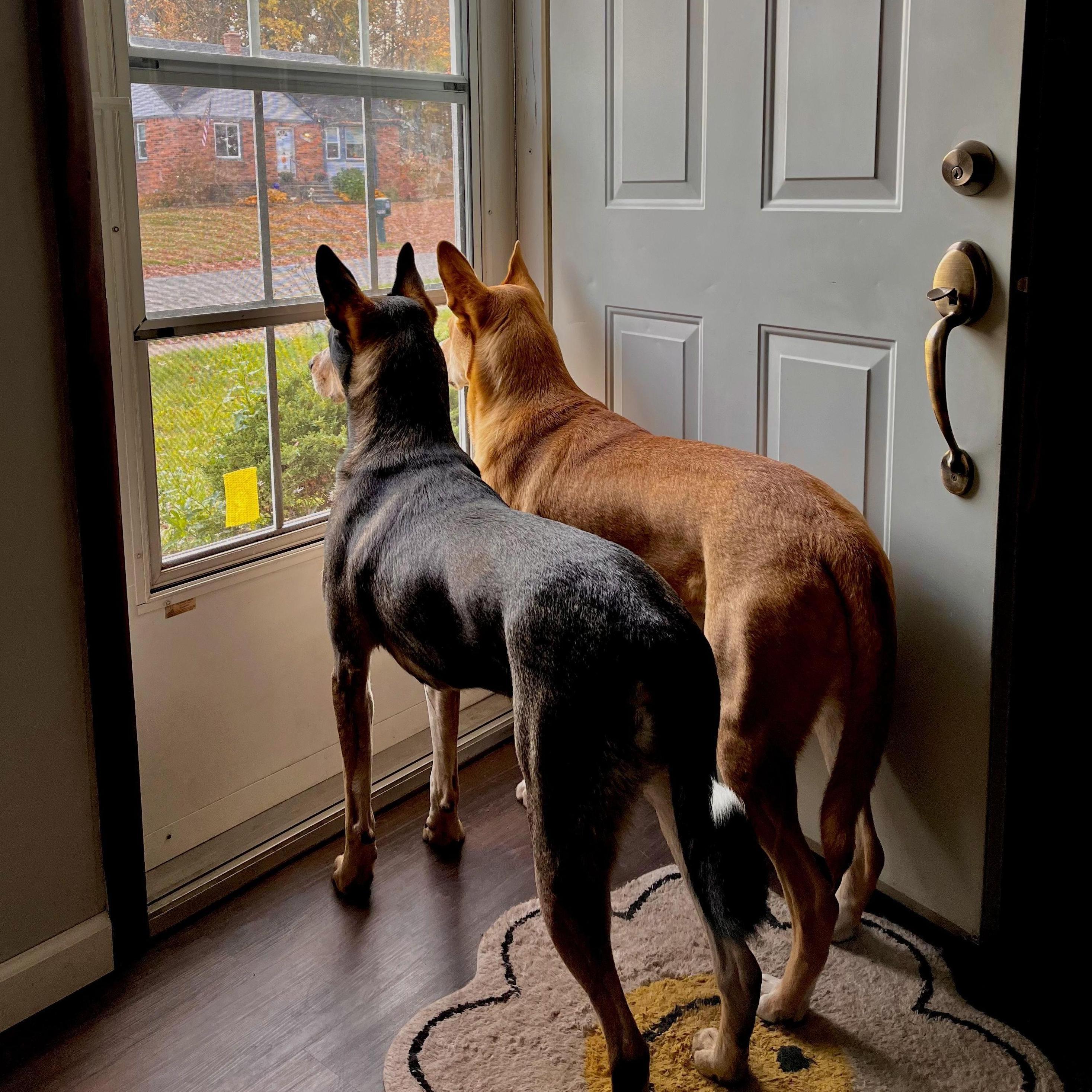Two peas in a pod