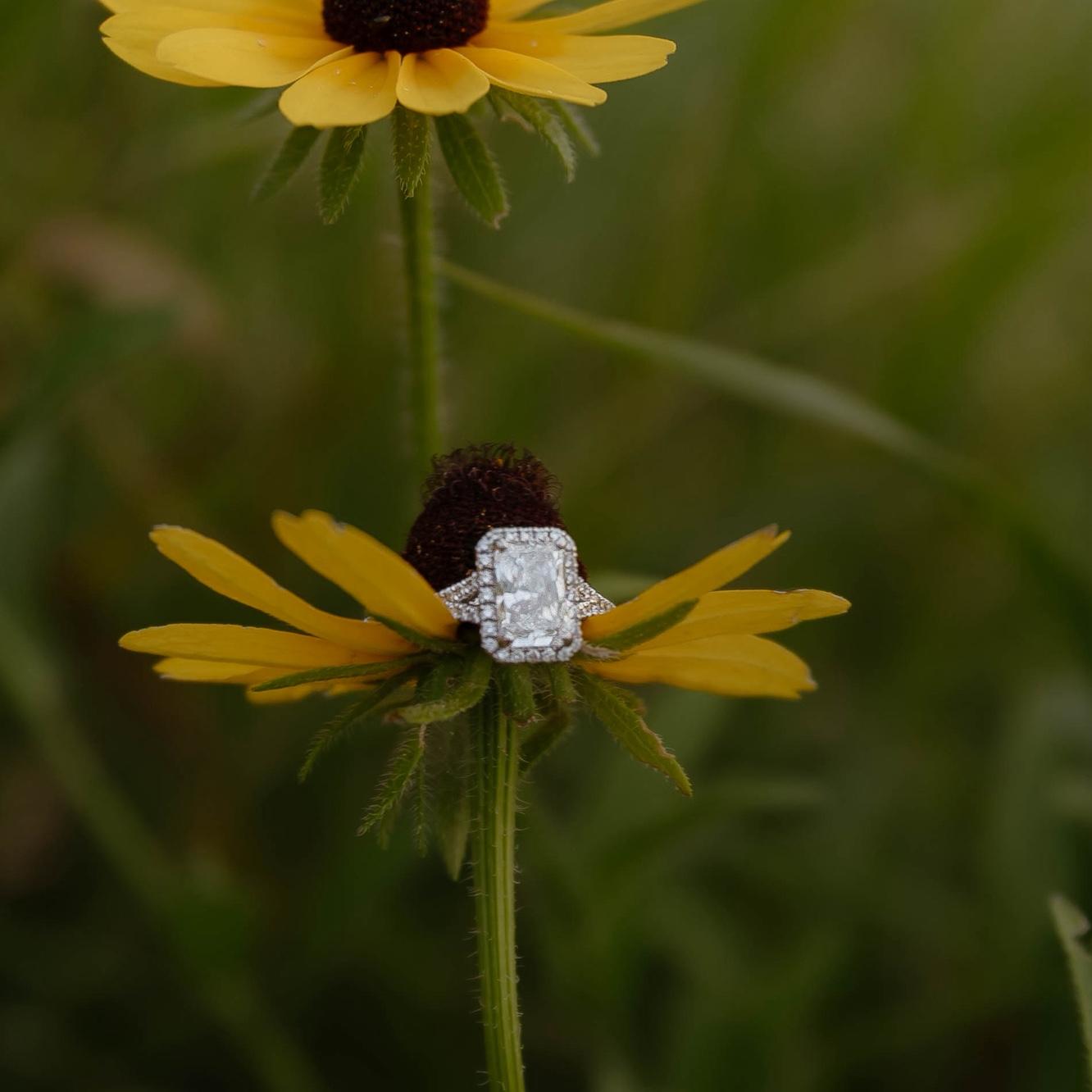 Engagement Shoot