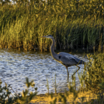 Galveston Island State Park