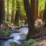 Julia Pfeiffer Burns State Park
