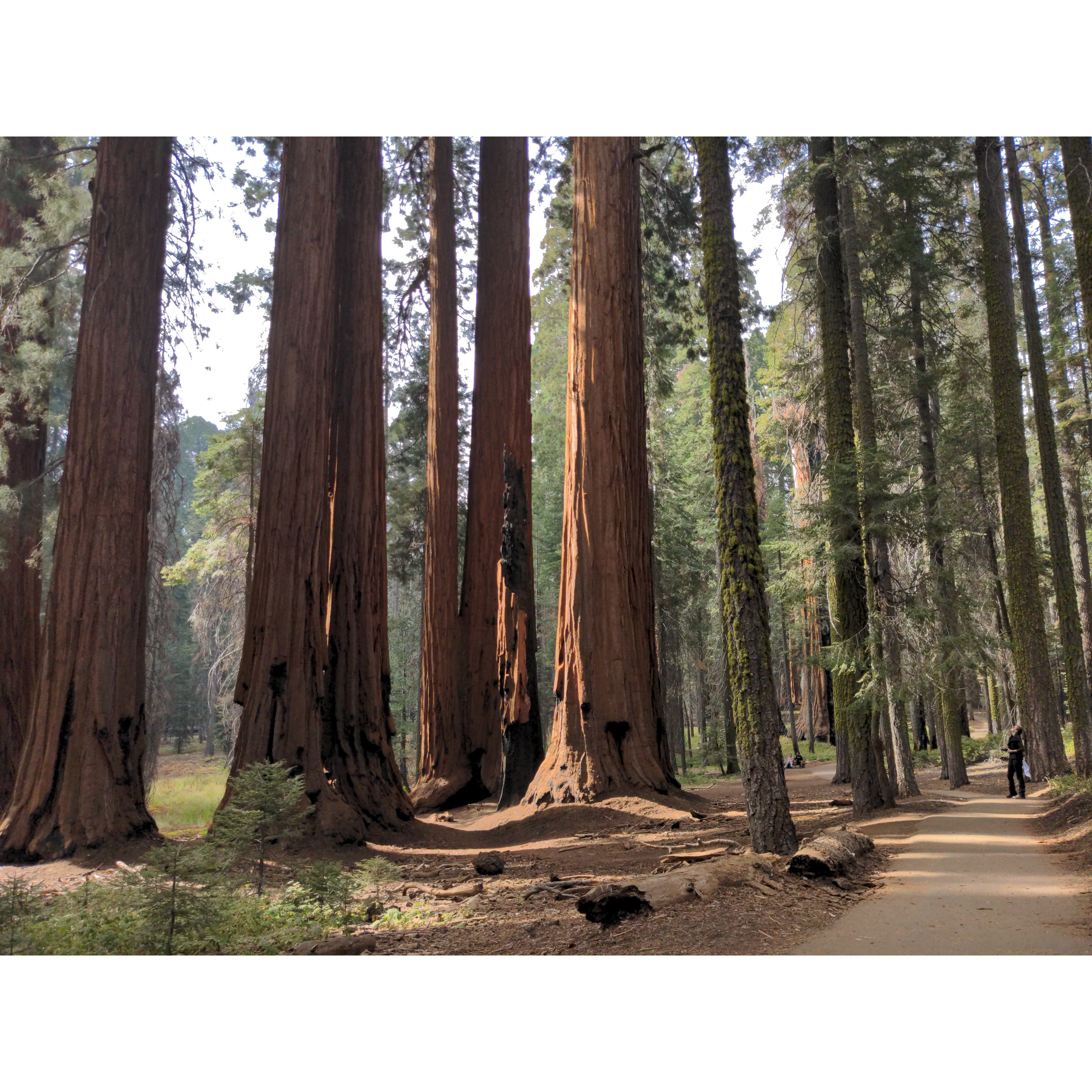 Sequoia National Park (look for Alicia for scale)