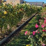 Tyler Rose Garden