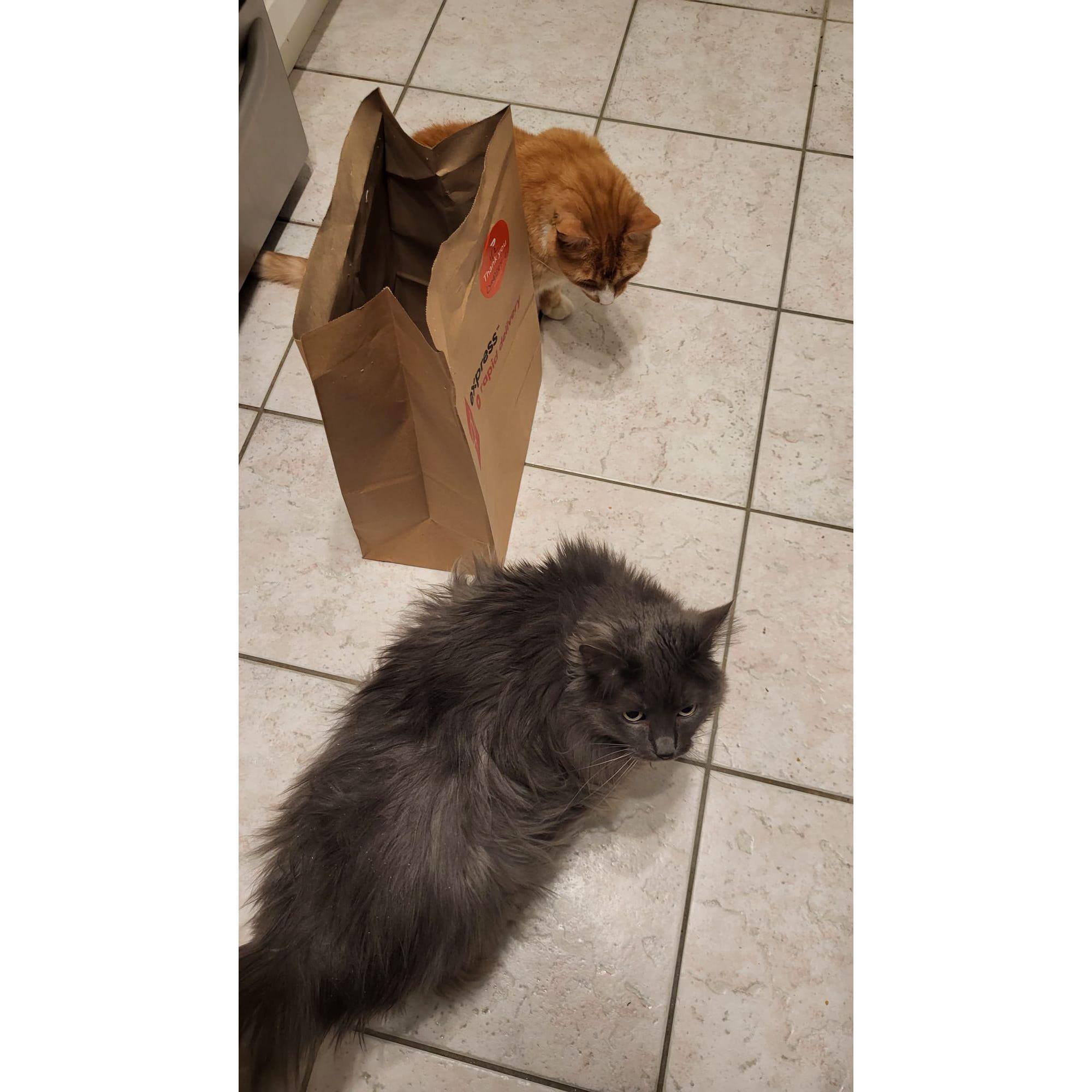 The cats have never met a bag they didn't want to jump into