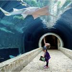 The Dallas World Aquarium