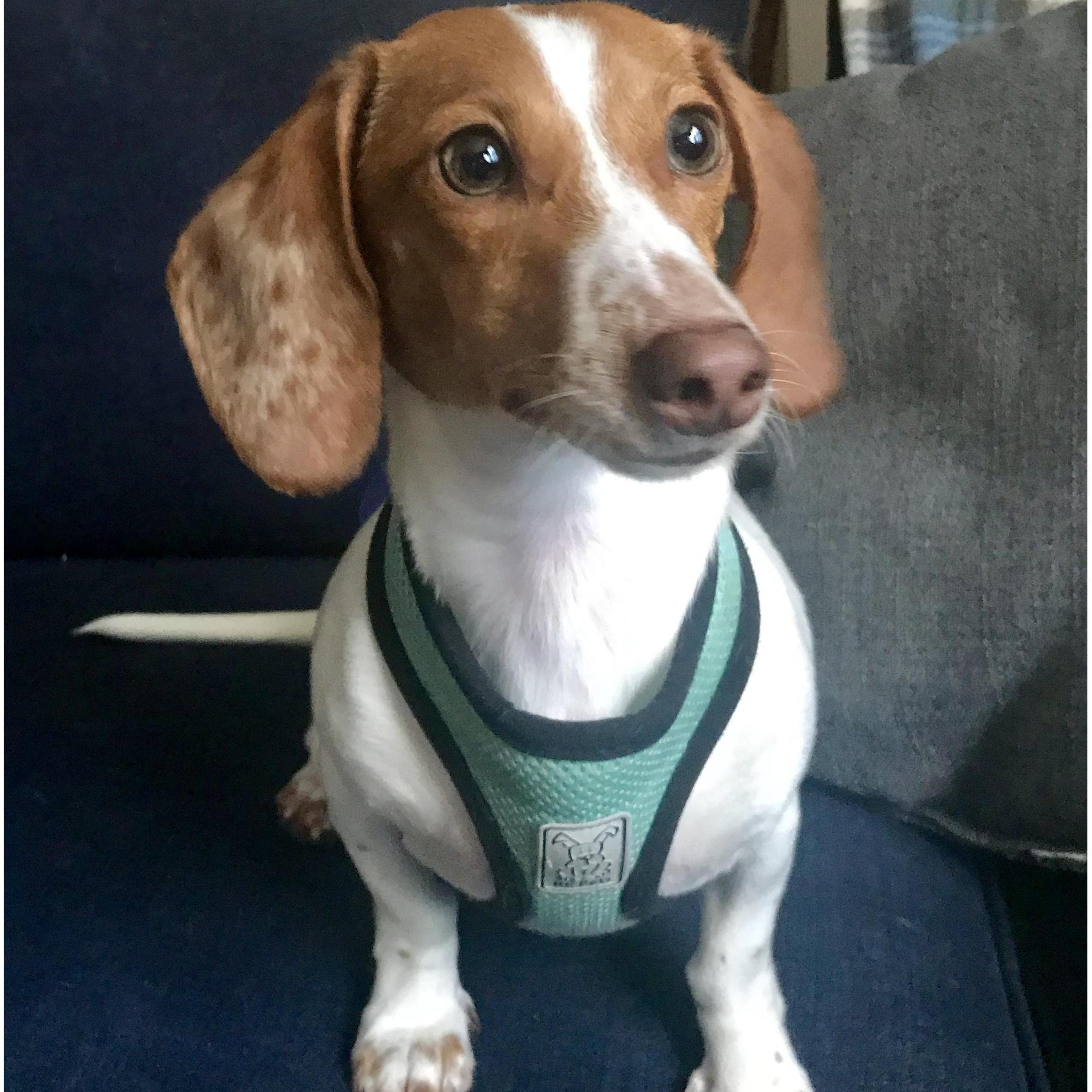 Not as smol Daisy, but still pretty smol.