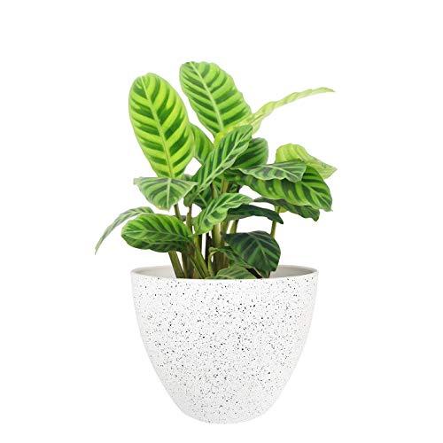 Flower Pots Outdoor Indoor Garden Planters, Resin Plant Containers with Drain Hole, Speckled White (8.6 inches, 1 Pack)